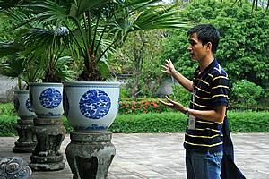 Palms growing in bowls