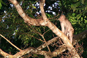 Silver leaf monkey 