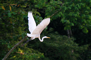 White egret
