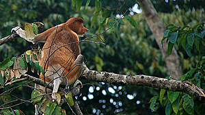 Monkeys of the Kinabatangan