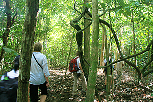 Siamet shows us the forest