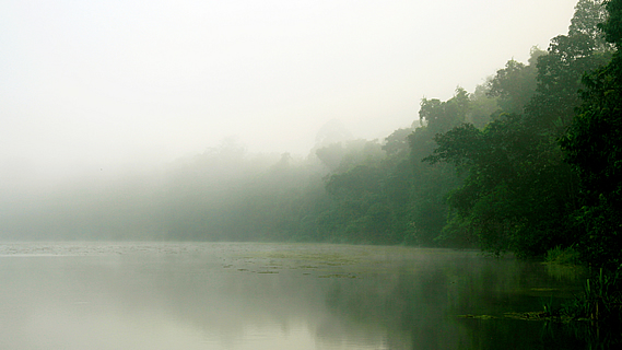 Dawn Enshrouded in a Cocoon of Fog