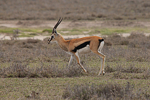 Gazelle