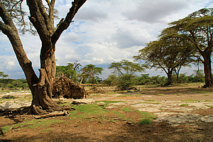 Tree knocked over by elephants 
