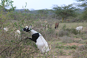 Herd of domesticated goats