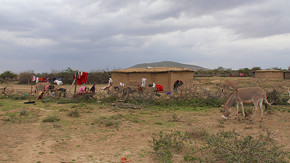 Huts Built From Cow Poo