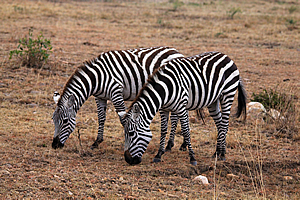 Zebras