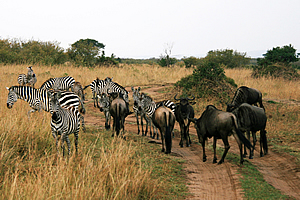 Zebra and wildebeest