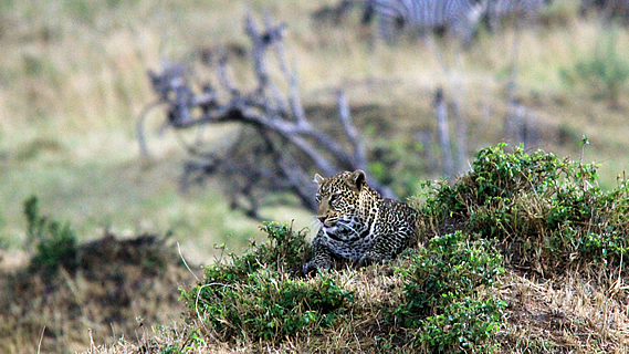 Leopard on the Prowl