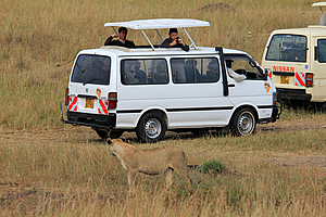 Lion passing between the vans 
