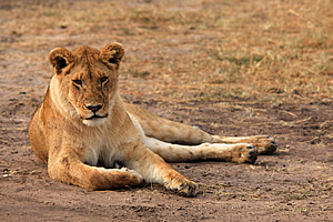 Lion resting