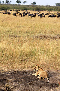 Lion watching the wildebeest 