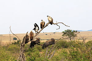 Vultures