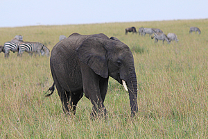 Elephant amongst the zebras