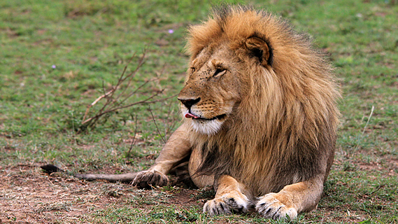 Survival of the Fittest