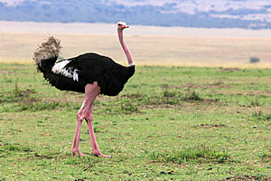 Male ostrich