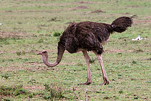 Female ostrich