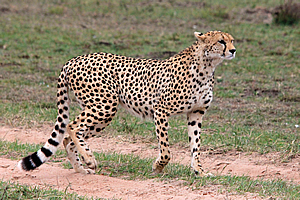 Cheetah