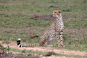 Cheetah