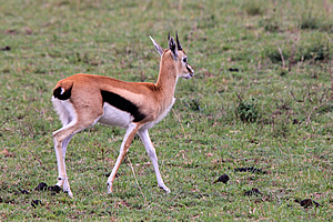Gazelle