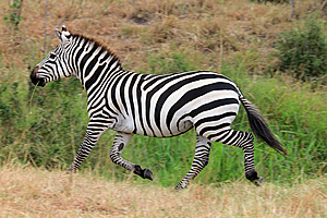 Zebra