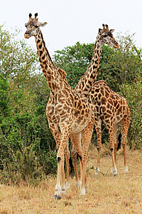 Giraffe