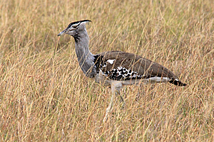 Kori bustard
