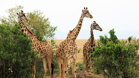 Across the Vast Grassy Plains