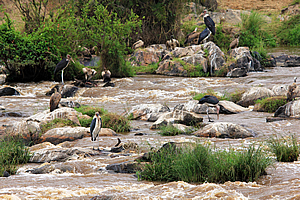 Feeding on carcasses in the Mara River 