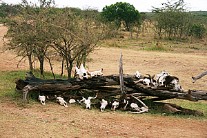 Skulls near the Mara River bridge 
