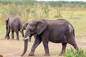 Elephants