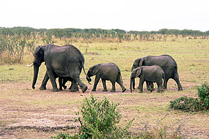 Elephants