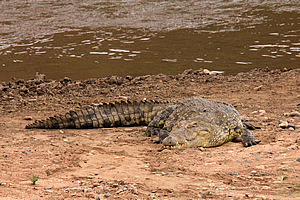 Nile crocodile