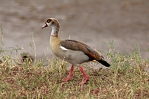 Duck on top of the bank 