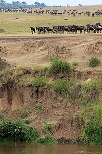 Wildebeest contemplating the crossing