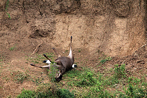 Wildebeest that didn't make it