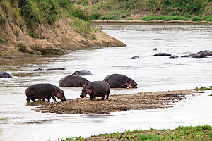Hippos