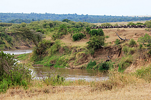 The Mara River