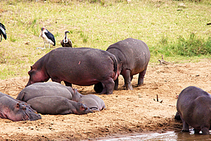 Hippos