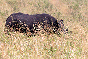 Black Rhino