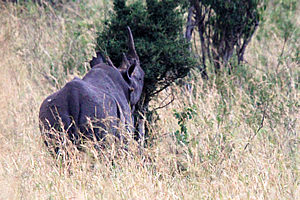 Black Rhino