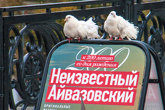 Doves ready for winter