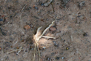 Human bone sticking out of the ground.