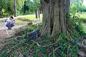 "Killing tree against which executioners beat children."