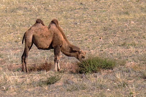 Grazing camel