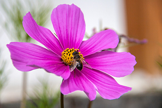 Bee pollinating flower