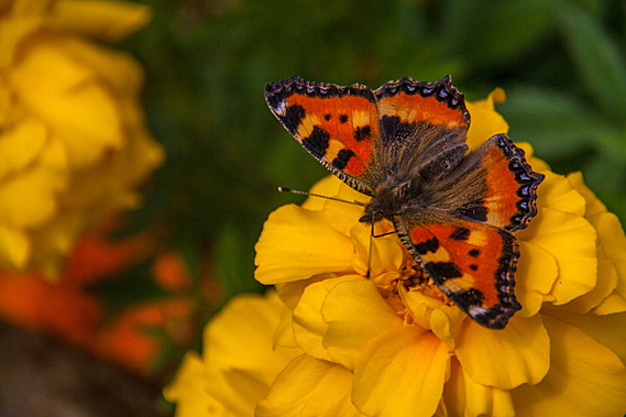 Tortoiseshell butterfly