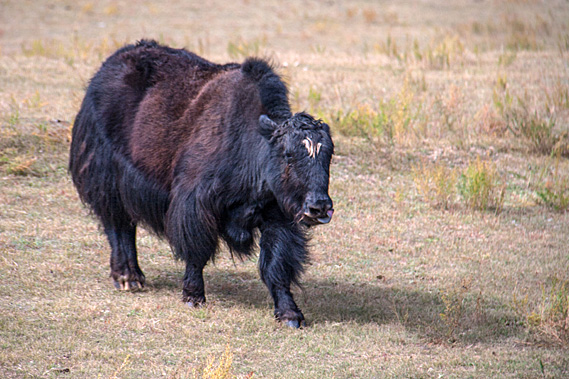 Yak