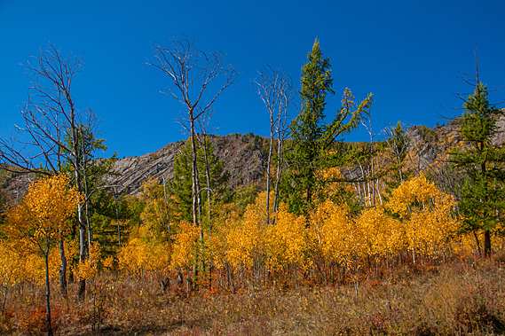 Forest beside the trail