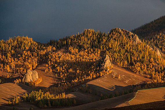 Highlighting the forests